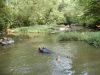 Snorkeling in pretty stream.JPG