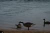 geese_background2_Levine_June2007.JPG